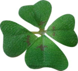 Čtyřlístek větší pro štěstí 1 ks